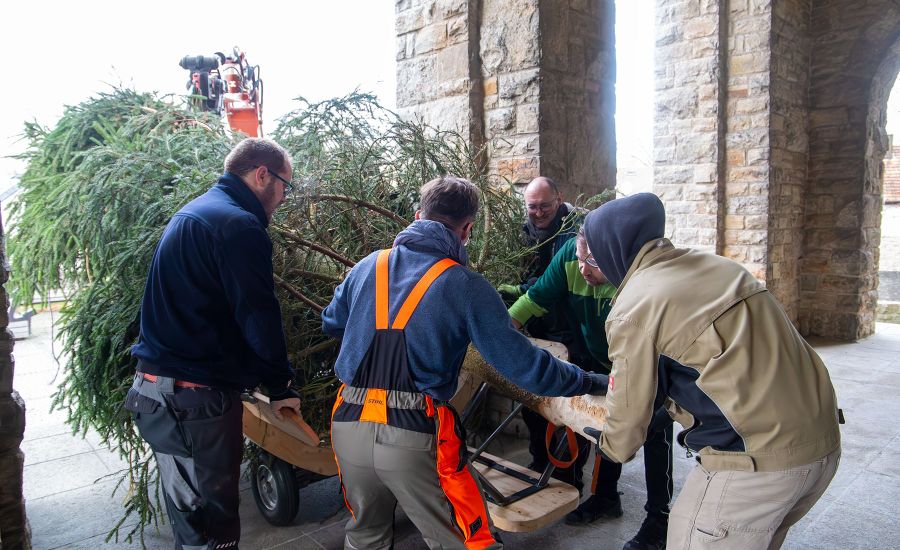 Gruppe von Männern transportiert einen Tannenbaum in die Kirche