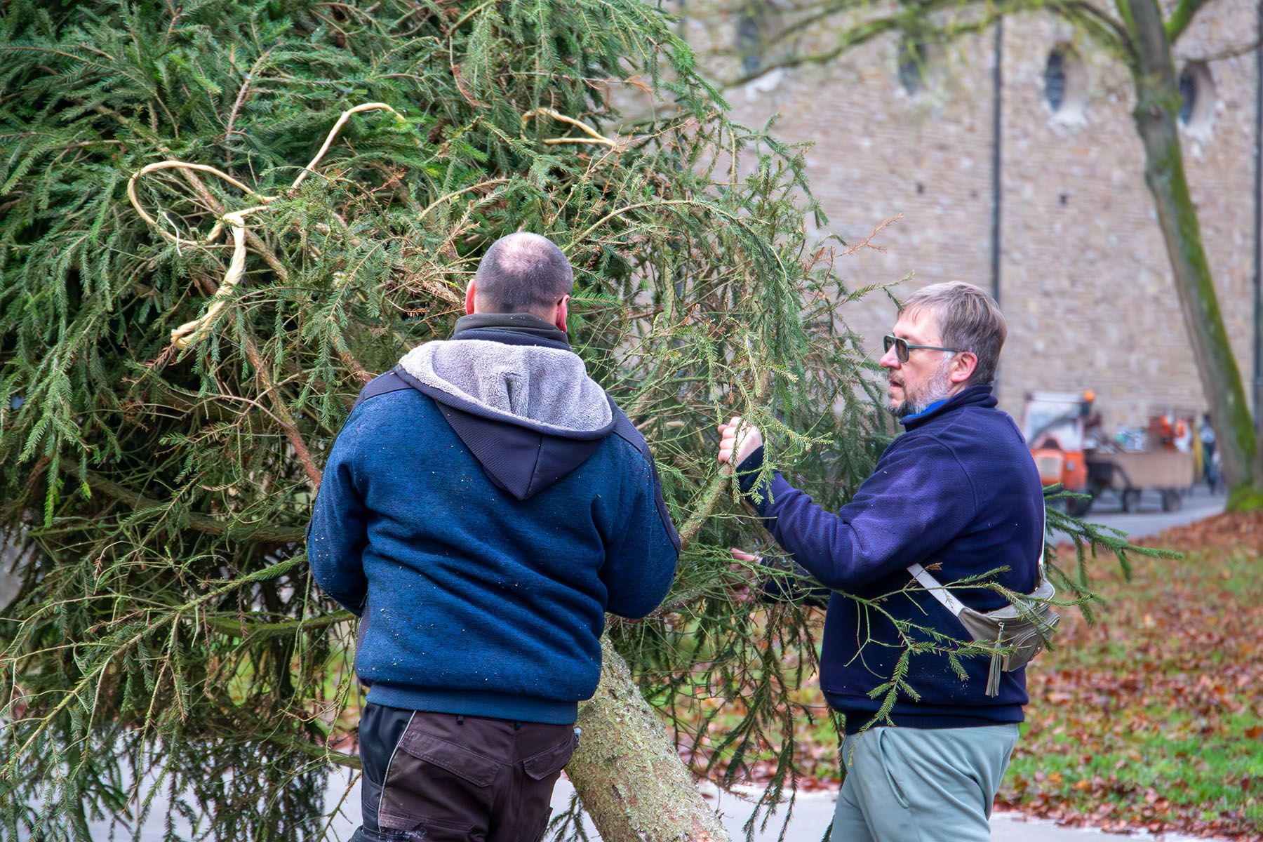 Zwei Männer halten Zweige des Baums beim Transport