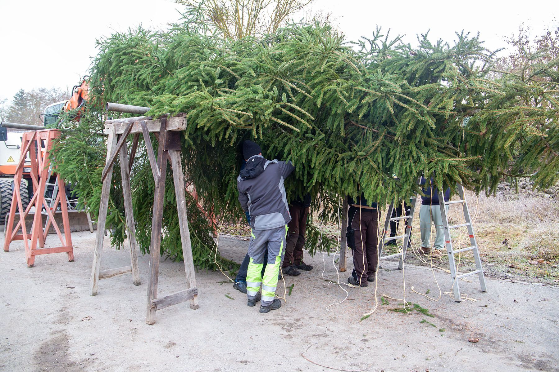 Der Tannenbaum liegt quer auf einem Gestellt, mehrere Männer arbeiten darunter
