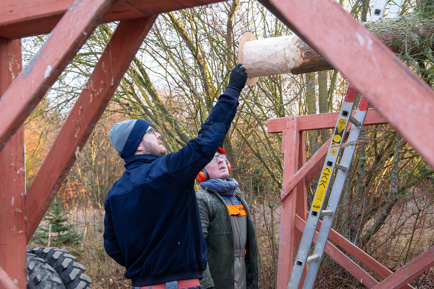 Mann hält Scheibe an das untere Ende des Baumstammes