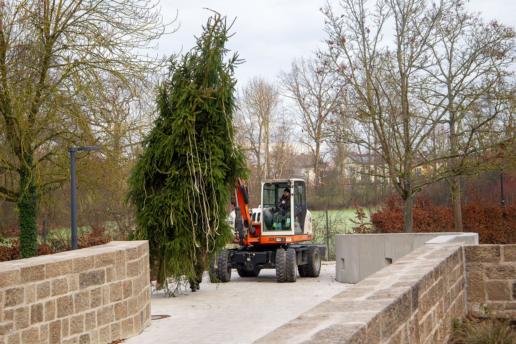 Bagger, der den Tannenbaum transportiert