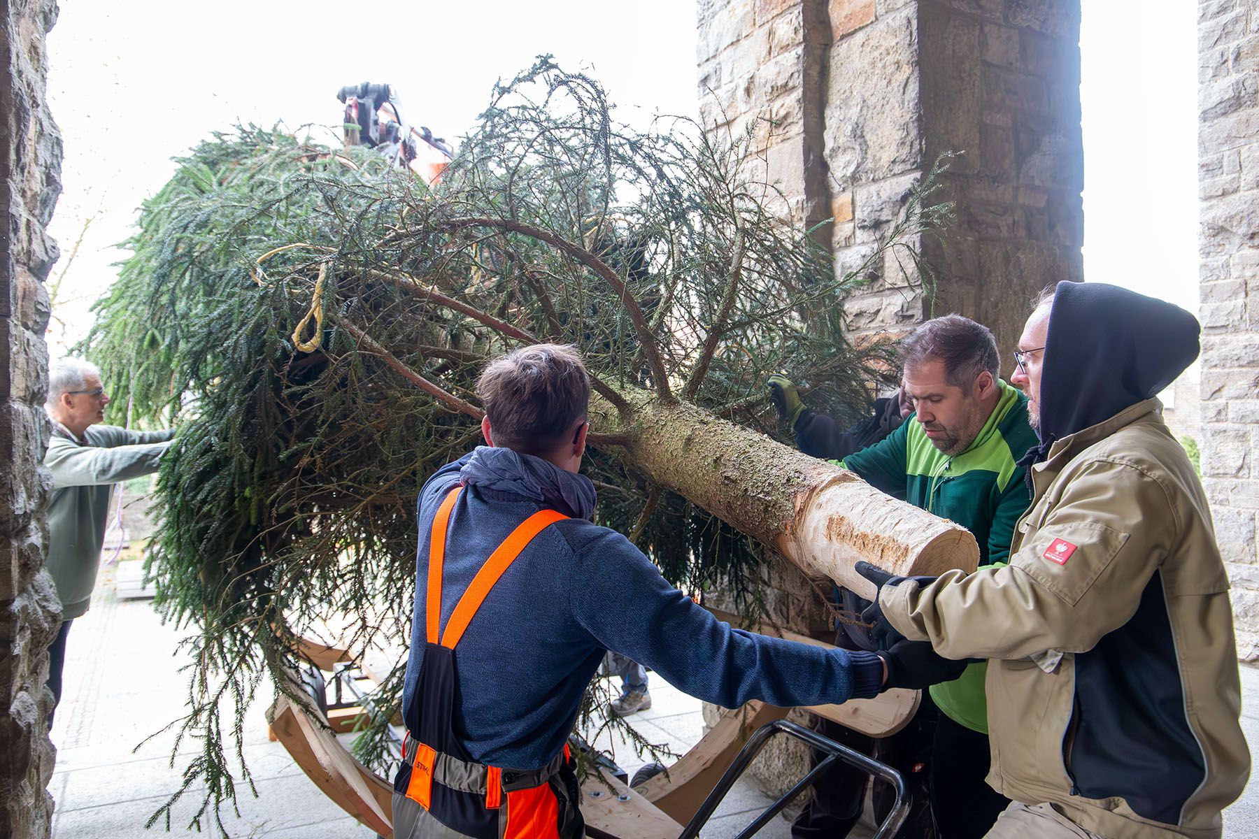 Drei Männer ziehen den Tannenbaum auf einen Transportwagen